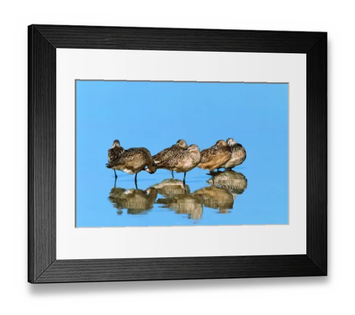 Framed Print : Marbeled Godwits (Limosa fedoa). USA, Florida