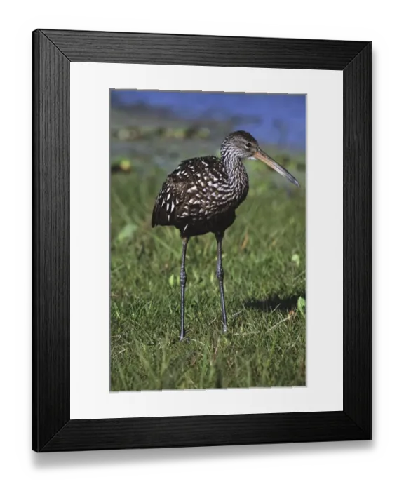 Framed Print : North America, USA, Florida, Myakka River State Park. A Limpkin (Aramus guarauna)