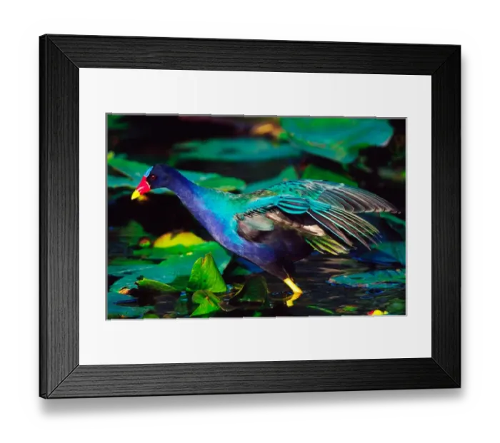 Framed Print : Purple Gallinule (Porphyrula martinica) foraging. USA, Florida, Everglades National Park Framed Print : Purple Gallinule (Porphyrula martinica) foraging. USA, Florida, Everglades National Park