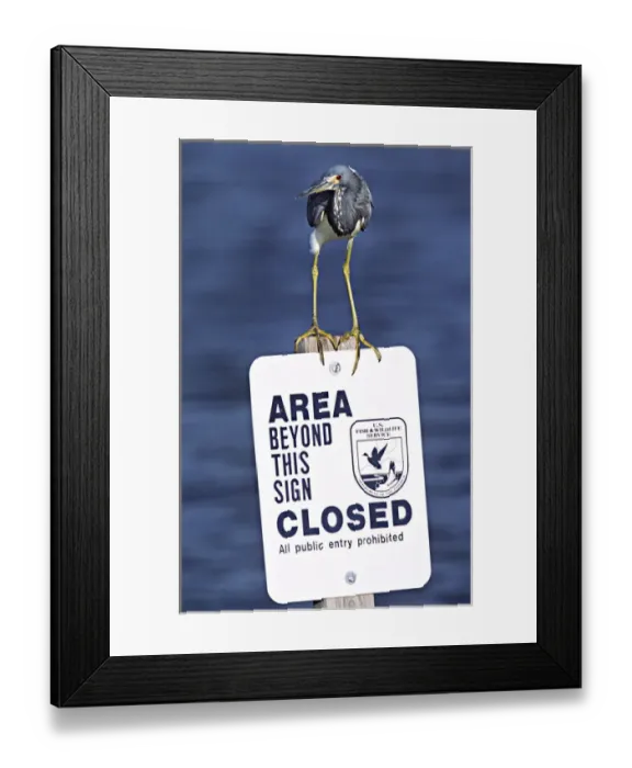 Framed Print : North America; USA; Florida; Sanibel Island; A Tricolored Heron (Egretta tricolor) Framed Print : North America; USA; Florida; Sanibel Island; A Tricolored Heron (Egretta tricolor)