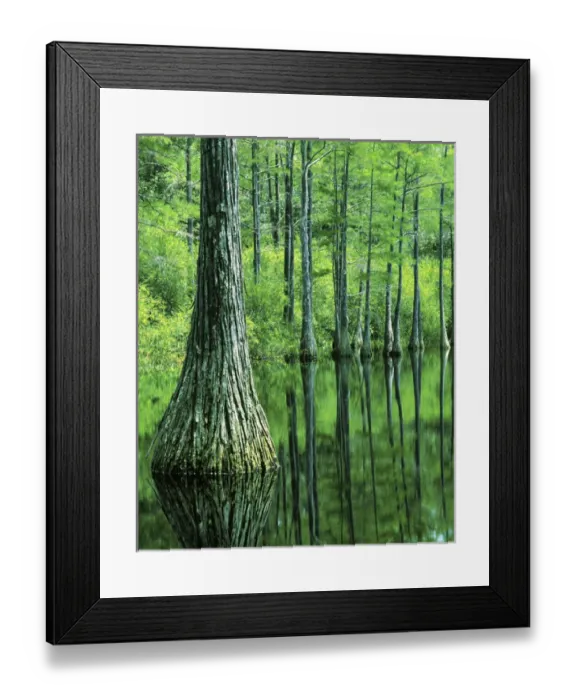 Framed Print : USA, Florida, Apalachicola National Forest, Bald Cypress Framed Print : USA, Florida, Apalachicola National Forest, Bald Cypress