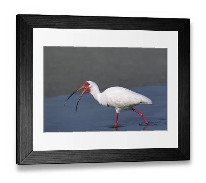 Framed Print : North America, USA, Florida, Sanibel Island. A White Ibis (Eudosimus albus) in breeding