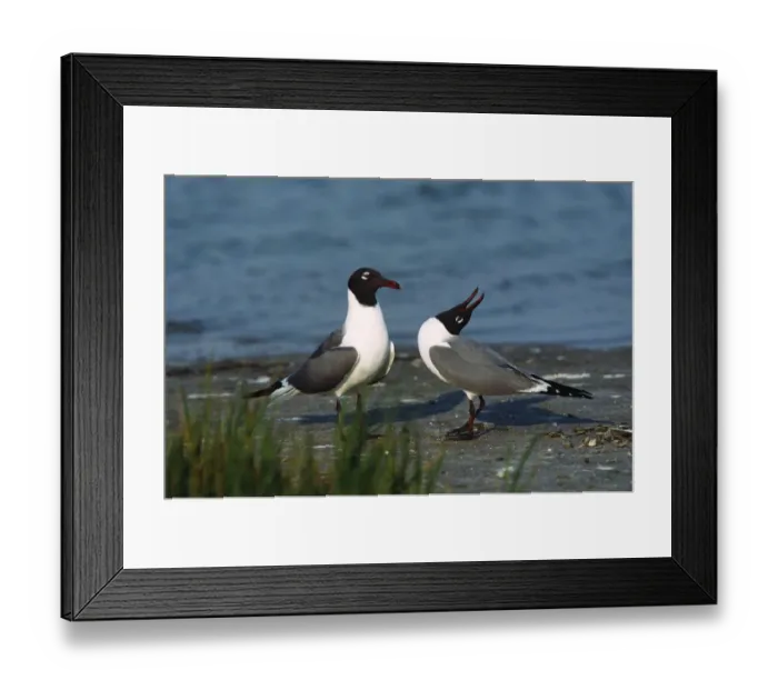 Framed Print : A courtship ritual of Laughing Gulls (Larus atricilla). USA, Florida