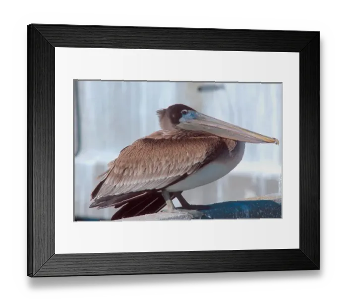 Framed Print : Brown pelican in Florida. brown pelican, bird, wildlife, seabird, bill, feathers