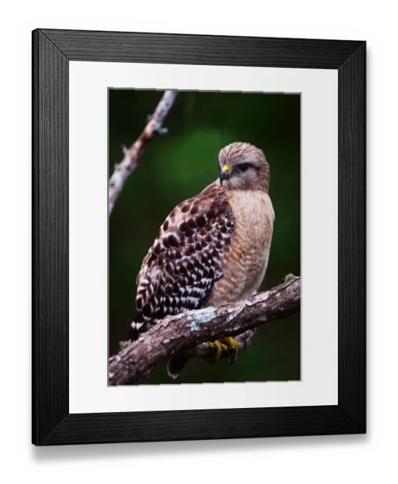 Framed Print : Red-shouldered Hawk (Buteo lineatus). USA, Florida, Ding Darling National Wildlife Refuge Framed Print : Red-shouldered Hawk (Buteo lineatus). USA, Florida, Ding Darling National Wildlife Refuge