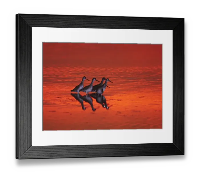 Framed Print : North America, USA, Florida, Sanibel Island, Ding Darling National Wildlife Refuge