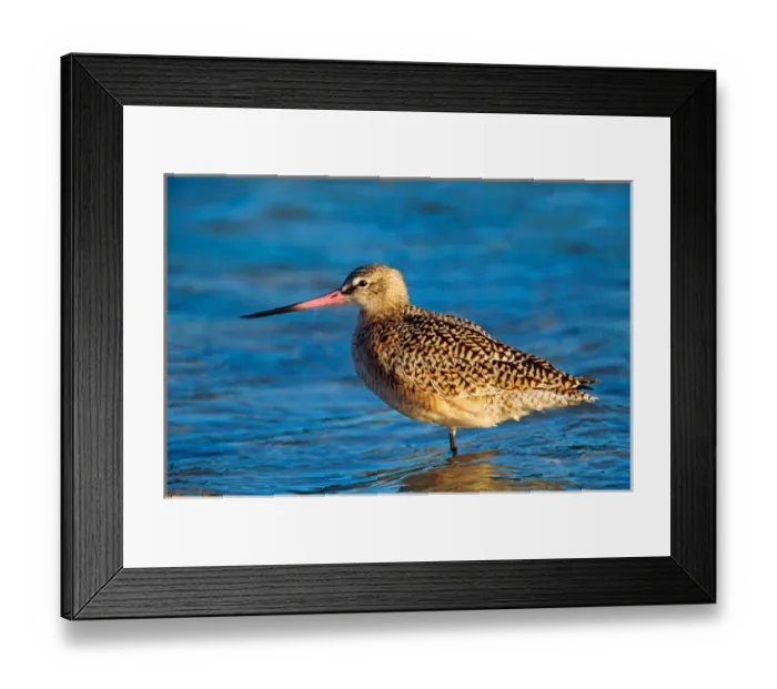 Framed Print : Marbeled Godwit (Limosa fedoa). USA, Florida