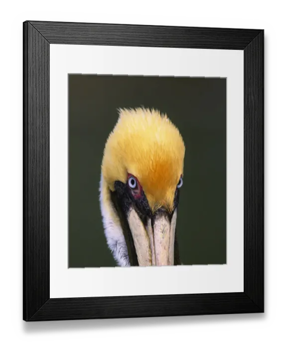 Framed Print : Florida, Sanibel Island. Male Brown Pelican in breeding plumage Framed Print : Florida, Sanibel Island. Male Brown Pelican in breeding plumage