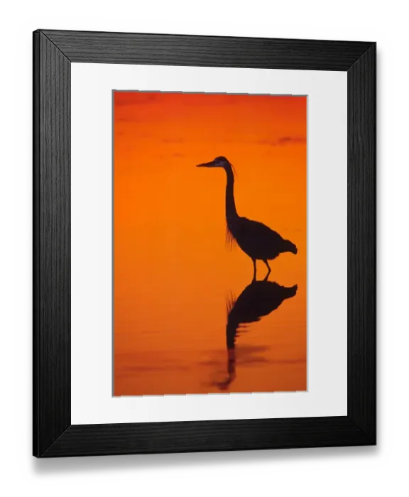 Framed Print : Great Blue Heron (Ardea herodias) fishing at Sunset. USA. Florida; Sanibel Island Framed Print : Great Blue Heron (Ardea herodias) fishing at Sunset. USA. Florida; Sanibel Island