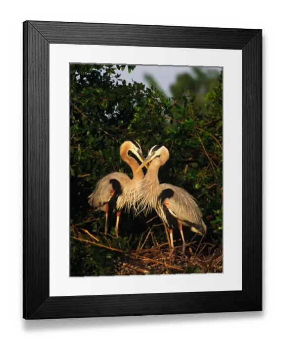 Framed Print : Great Blue Heron pair on nest in early morning light. USA, Florida, Venice Framed Print : Great Blue Heron pair on nest in early morning light. USA, Florida, Venice