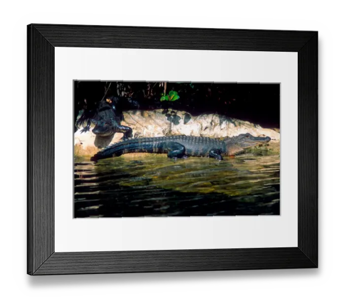 Framed Print : North America, Florida Alligators in the Florida Everglades Framed Print : North America, Florida Alligators in the Florida Everglades
