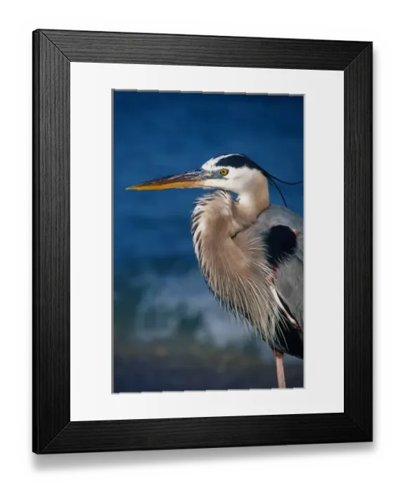 Framed Print : Great Blue Heron (Ardea herodias) in breeding plumage. USA, Florida, Sanibel Island Framed Print : Great Blue Heron (Ardea herodias) in breeding plumage. USA, Florida, Sanibel Island