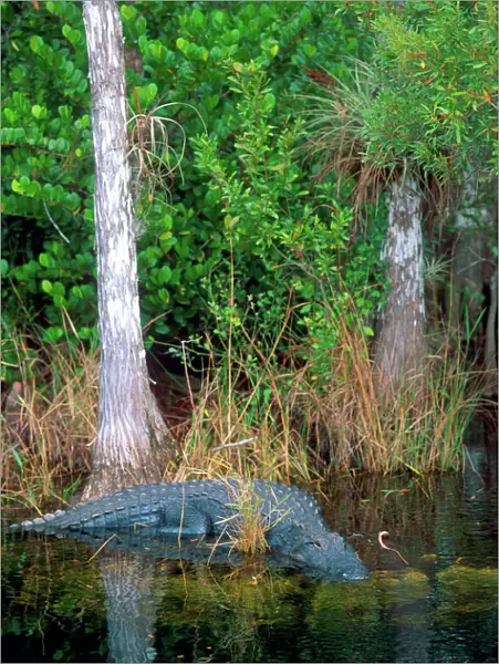 North America, Florida Alligator among cypress trees in Florida Everglades