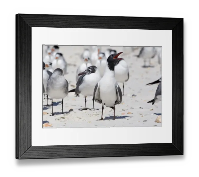 Framed Print : USA - Florida - breeding adult Laughing Gull on beach Framed Print : USA - Florida - breeding adult Laughing Gull on beach