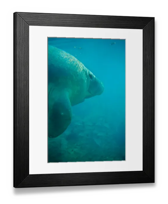 Framed Print : Manatee, sea cow in Florida waters. manatee, sea cow, mammal, florida, underwater Framed Print : Manatee, sea cow in Florida waters. manatee, sea cow, mammal, florida, underwater