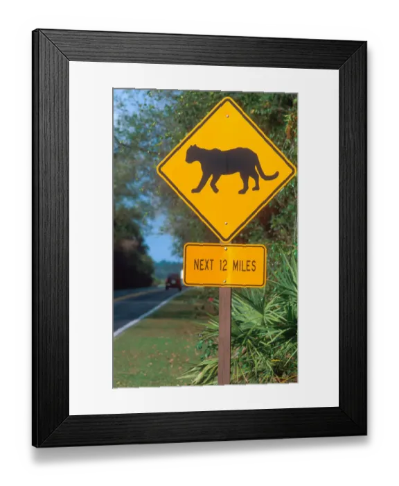 Framed Print : Panther crossing sign in the Florida everglades. traffic sign, panther, cougar Framed Print : Panther crossing sign in the Florida everglades. traffic sign, panther, cougar
