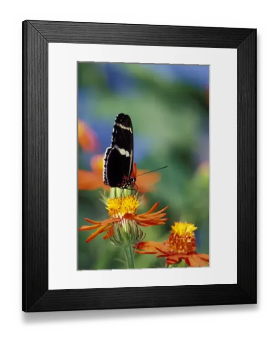 Framed Print : NA, USA, Florida, Ft. Lauderdale, Butterfly World Heliconius butterfly on Mexican Framed Print : NA, USA, Florida, Ft. Lauderdale, Butterfly World Heliconius butterfly on Mexican