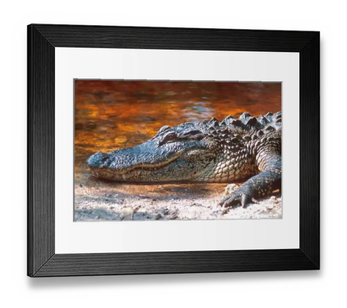 Framed Print : Close up of an american alligator at the J. N. Ding Darling National Wildlife Refuge