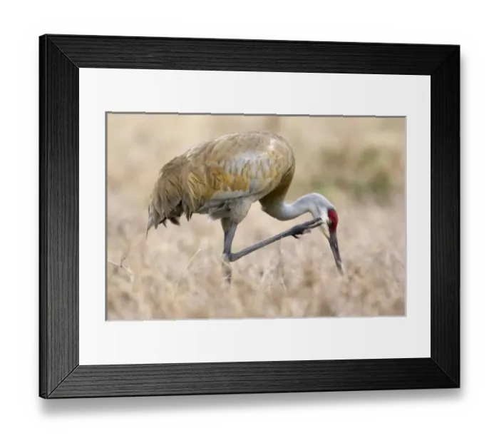 Framed Print : USA - Florida - Sandhill Crane near Lake Kissimmee State Park