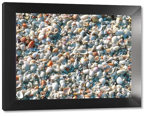 Seashells on Sanibel Island, Florida. shells, seashells, sanibel island, florida, u