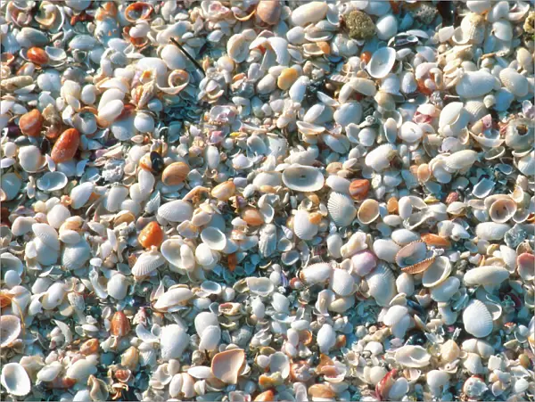 Seashells on Sanibel Island, Florida. shells, seashells, sanibel island, florida, u