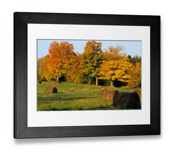 Framed Print : Hay Bales & Sugar Maples near Boyd Wisconsin Framed Print : Hay Bales & Sugar Maples near Boyd Wisconsin