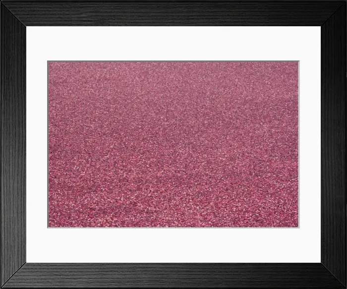 Framed Print : Cranberry Harvest near Spooner Wisconsin Framed Print : Cranberry Harvest near Spooner Wisconsin