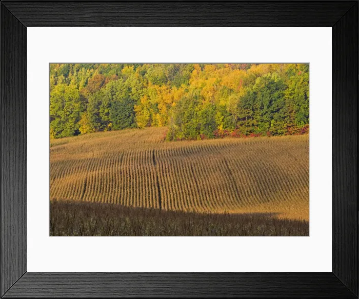 Framed Print : Maturing corn field near Chippewa Falls Wisconsin Framed Print : Maturing corn field near Chippewa Falls Wisconsin