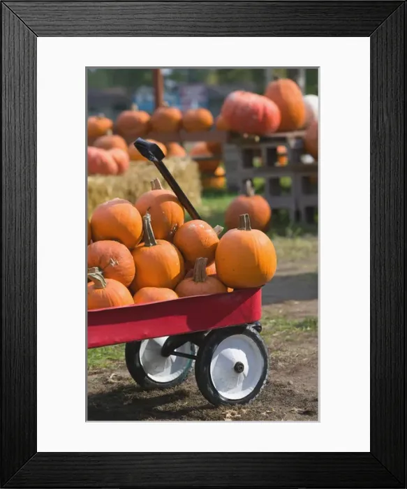 Framed Print : USA-WISCONSIN-Mississippi River Valley-Pepin: Pumpkins for sale / Autumn Framed Print : USA-WISCONSIN-Mississippi River Valley-Pepin: Pumpkins for sale / Autumn