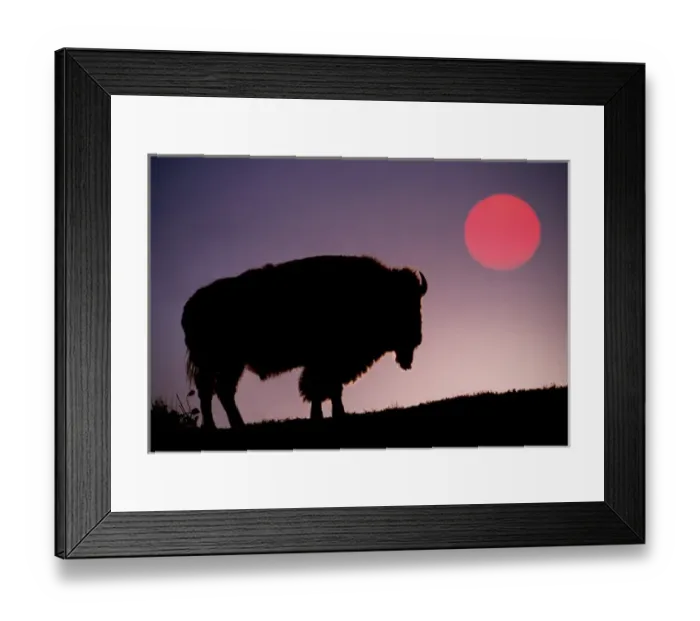 Framed Print : Bison silhouetted at sunrise, Bison bison, Yellowstone National Park, Wyoming Framed Print : Bison silhouetted at sunrise, Bison bison, Yellowstone National Park, Wyoming