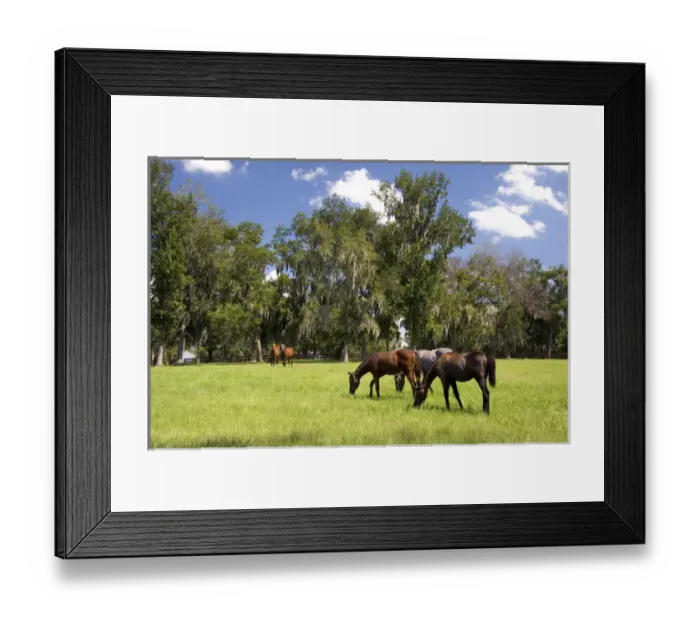 Framed Print : Thoroughbred horse farms in Marion County, Florida Framed Print : Thoroughbred horse farms in Marion County, Florida