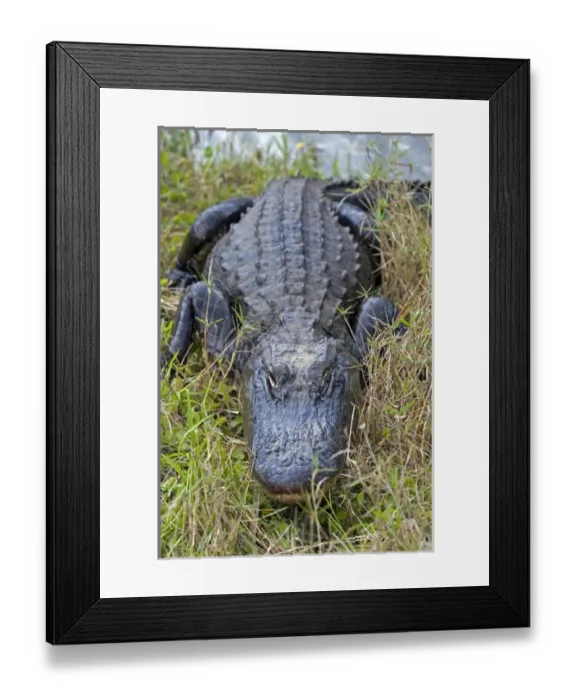 Framed Print : American Alligator in Everglades National Park, Florida Framed Print : American Alligator in Everglades National Park, Florida