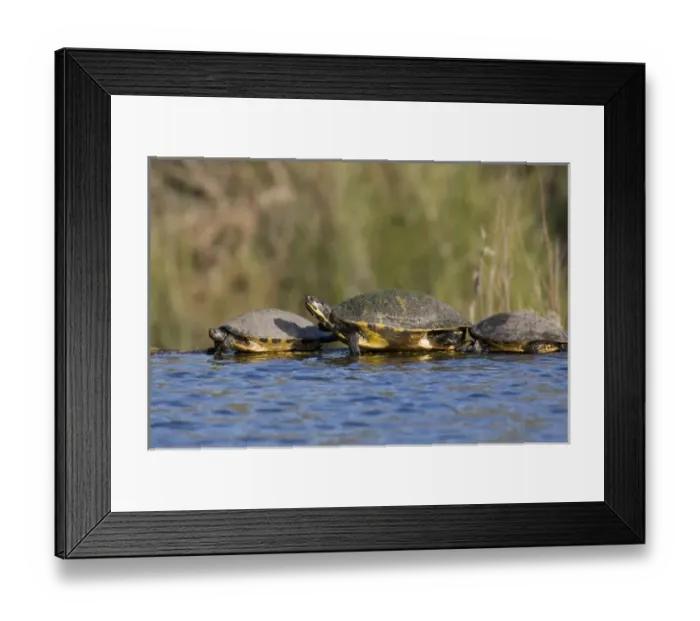 Framed Print : USA - Florida - Turtles lined up at edge of pond Framed Print : USA - Florida - Turtles lined up at edge of pond