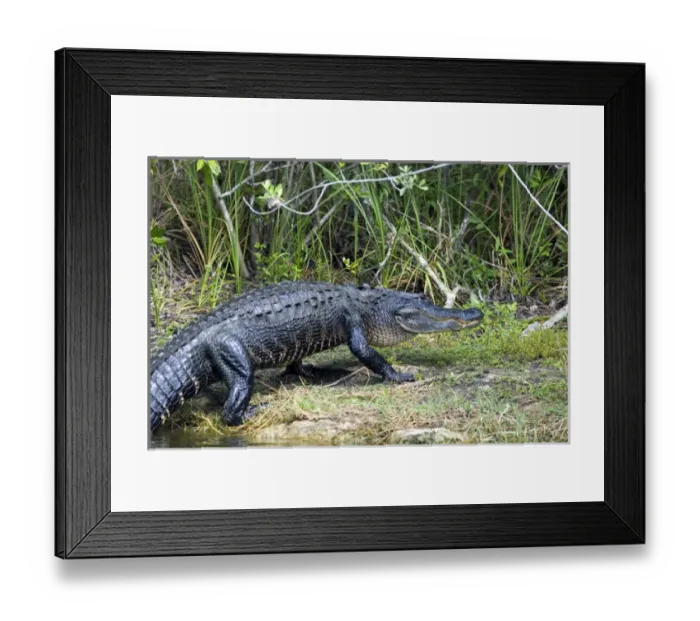 Framed Print : American Alligator in Everglades National Park, Florida Framed Print : American Alligator in Everglades National Park, Florida