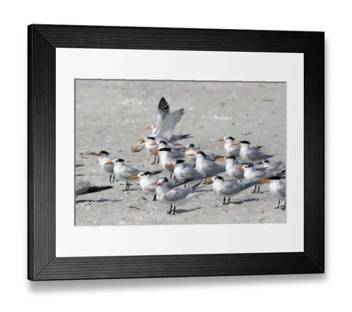 Framed Print : Royal Terns on the beach at Sanibel Island on the Gulf Coast of Florida Framed Print : Royal Terns on the beach at Sanibel Island on the Gulf Coast of Florida