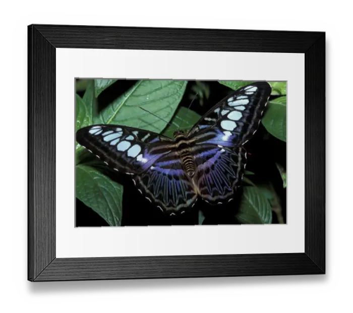 Framed Print : NA, USA, Florida, Ft. Lauderdale, Butterfly World Butterfly Framed Print : NA, USA, Florida, Ft. Lauderdale, Butterfly World Butterfly