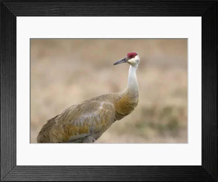 Framed Print : USA - Florida - Sandhill Crane near Lake Kissimmee State Park Framed Print : USA - Florida - Sandhill Crane near Lake Kissimmee State Park