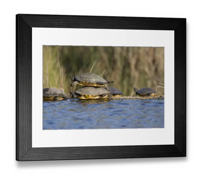 Framed Print : USA - Florida - Turtles lined up at edge of pond, one on top of another