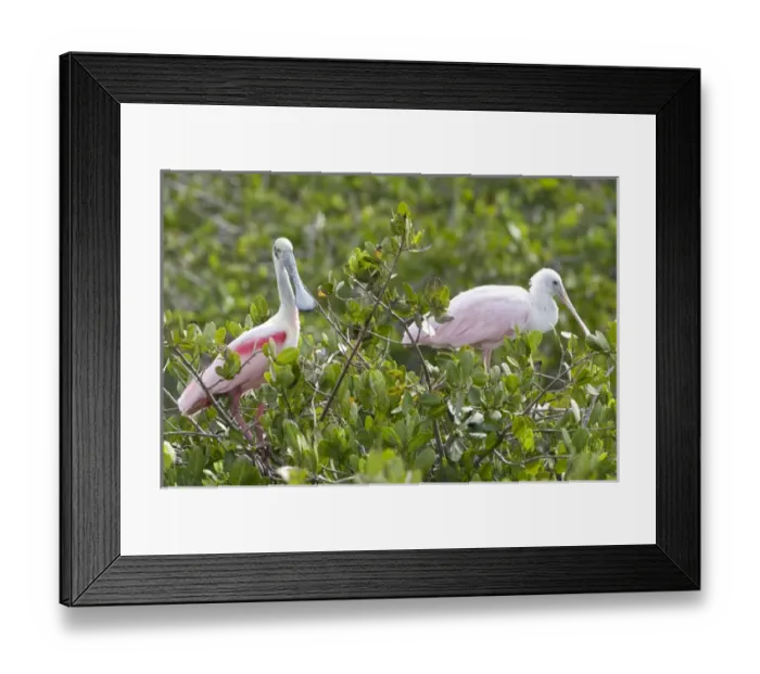 Framed Print : USA - Florida - Roseate Spoonbill at Merritt Island National Wildlife Refuge Framed Print : USA - Florida - Roseate Spoonbill at Merritt Island National Wildlife Refuge