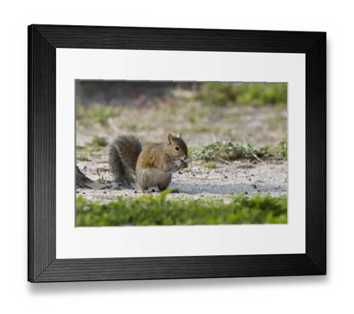 Framed Print : USA - Florida - Eastern Gray Squirrel eating Framed Print : USA - Florida - Eastern Gray Squirrel eating