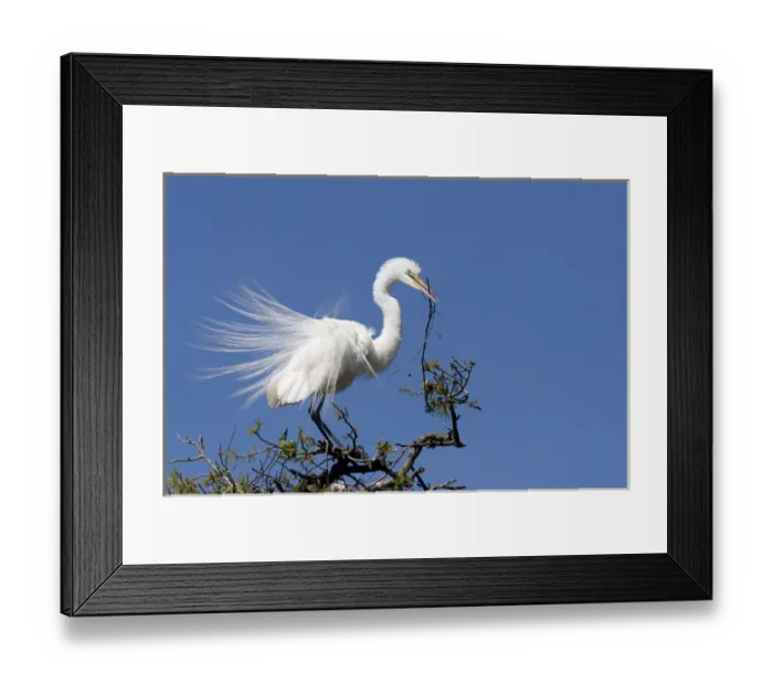 Framed Print : USA - Florida - Great Egret in breeding plumage at Alligator Farm rookery in St Augustine Framed Print : USA - Florida - Great Egret in breeding plumage at Alligator Farm rookery in St Augustine