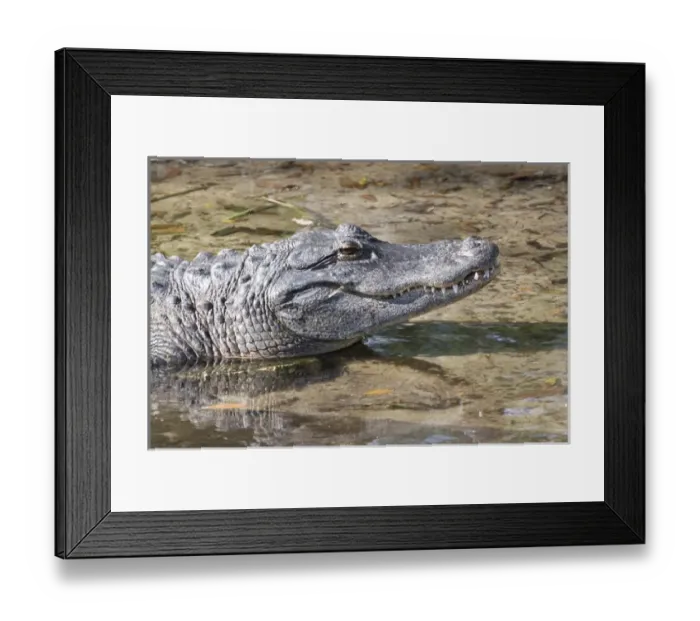 Framed Print : USA - Florida - American Alligator Framed Print : USA - Florida - American Alligator