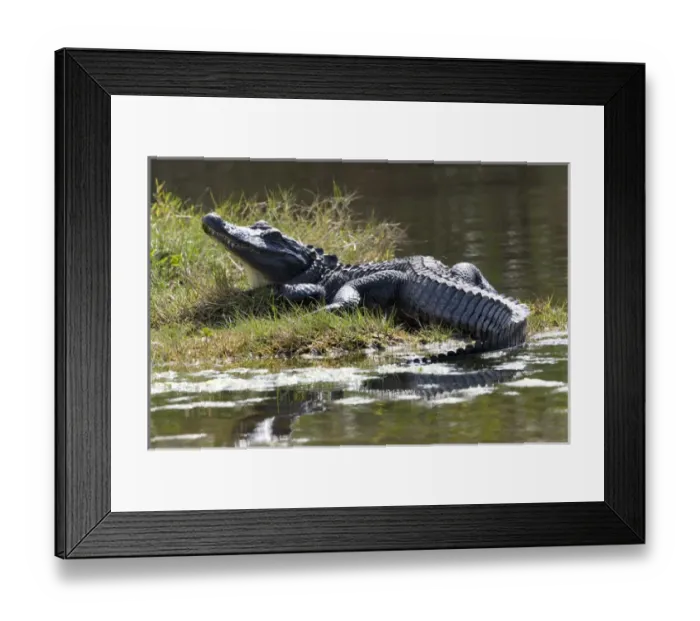 Framed Print : USA - Florida - American Alligator Framed Print : USA - Florida - American Alligator