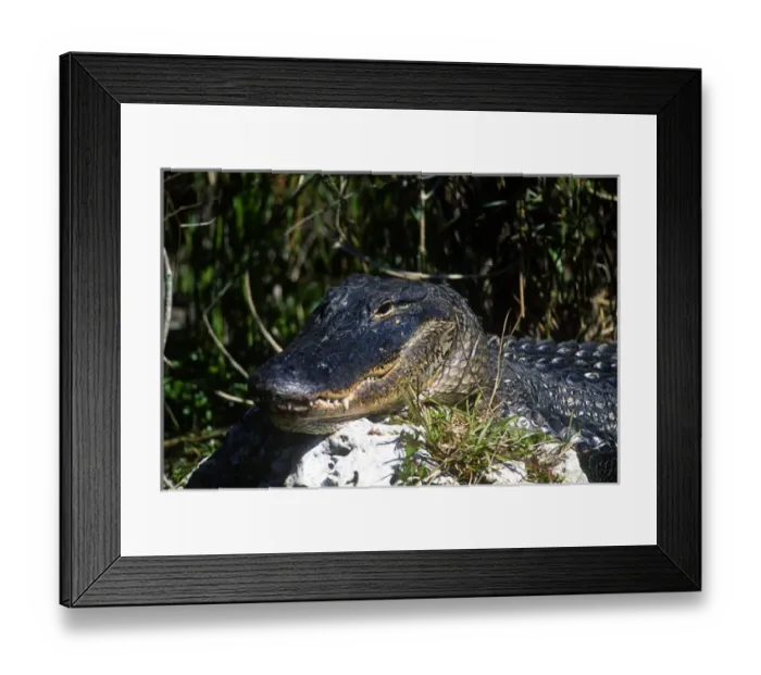 Framed Print : American alligator found throughout Florida and S. E. USA Framed Print : American alligator found throughout Florida and S. E. USA
