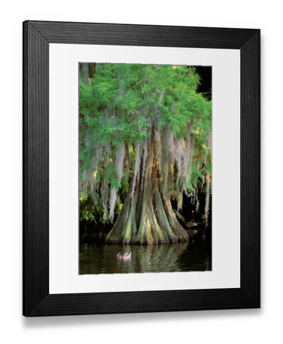 Framed Print : North America, USA, Florida, Skorcrueswamp. Swamp and Cypress Tree Framed Print : North America, USA, Florida, Skorcrueswamp. Swamp and Cypress Tree
