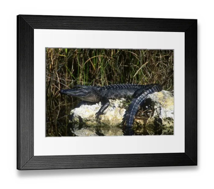 Framed Print : American alligator found throughout Florida and S. E. USA Framed Print : American alligator found throughout Florida and S. E. USA