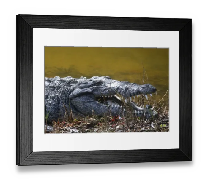 Framed Print : American crocodile found in the saltwater swamp of North Key Largo and the Everglades Framed Print : American crocodile found in the saltwater swamp of North Key Largo and the Everglades