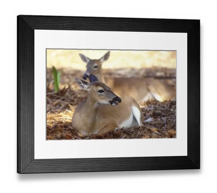 Framed Print : Florida Key Deer found on Big Pine Key Framed Print : Florida Key Deer found on Big Pine Key