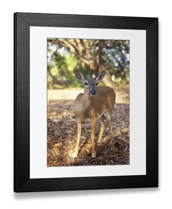 Framed Print : Florida Key Deer found on Big Pine Key Framed Print : Florida Key Deer found on Big Pine Key