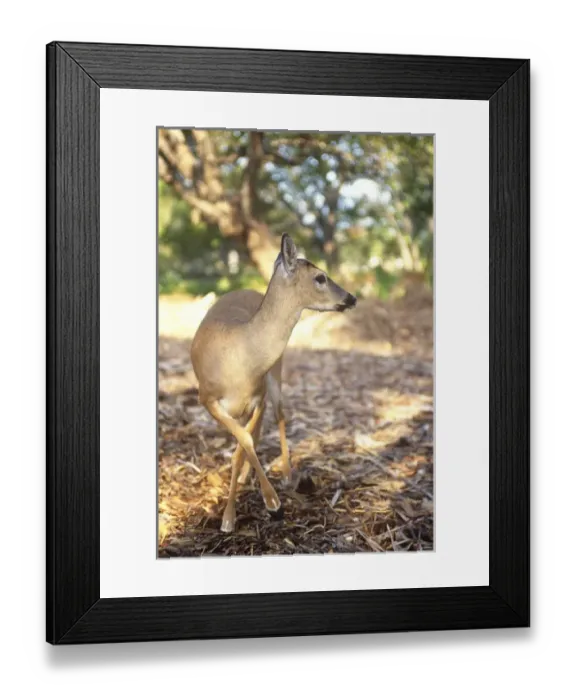 Framed Print : Florida Key Deer found on Big Pine Key Framed Print : Florida Key Deer found on Big Pine Key